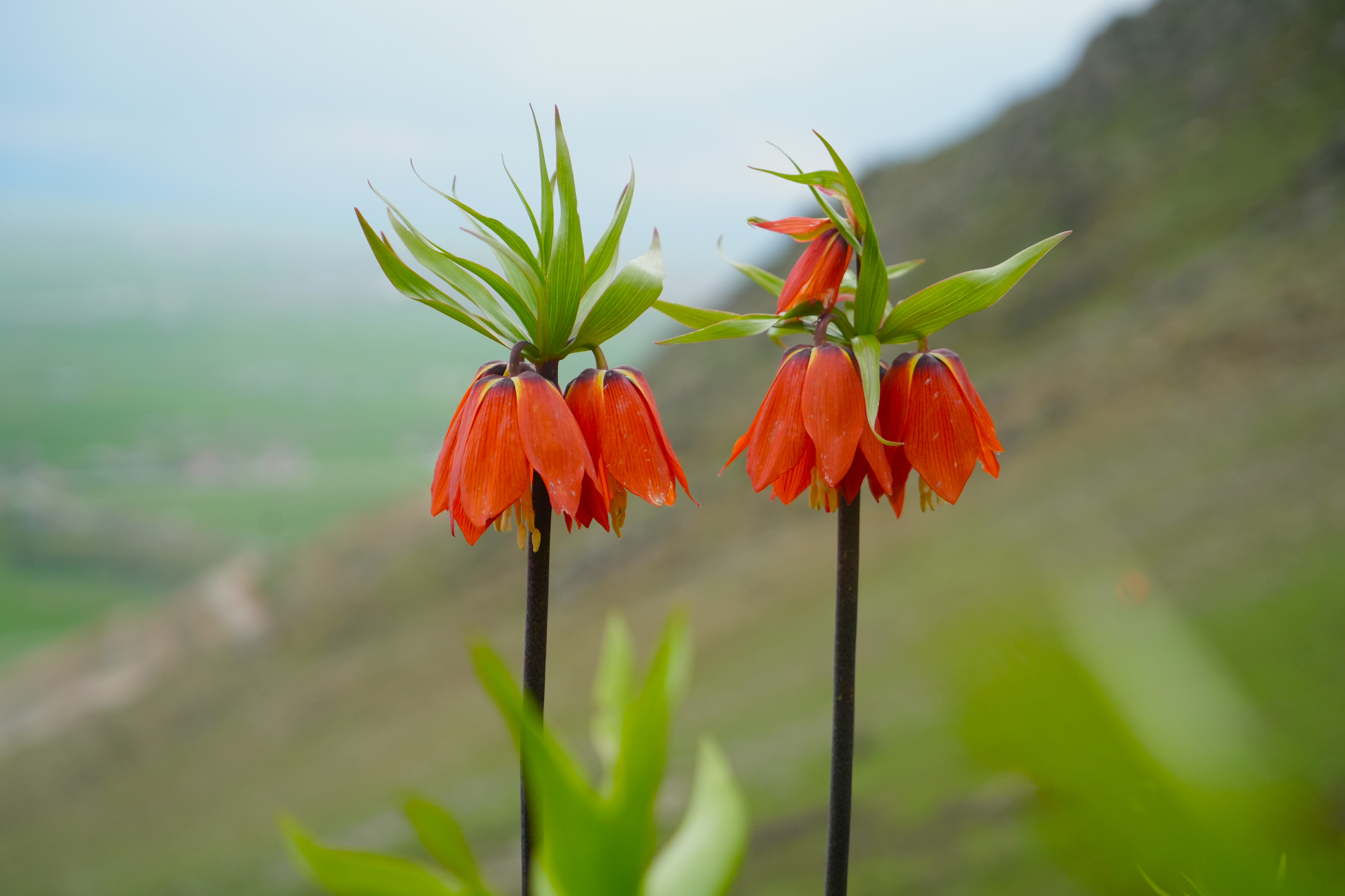 Muş